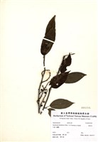 藏品(通條樹)的圖片